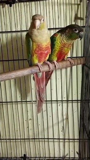 pinapple concure#youtubeshorts #shortvideo #trendingshorts