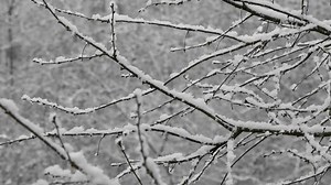 Snow, Snowfall, Winter. Free Stock Video