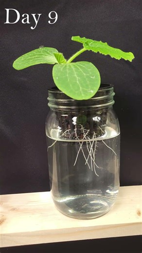 21 Days of Pumpkin Growth in a Mason Jar! 🎃 #shorts #growyourownfood #garden
