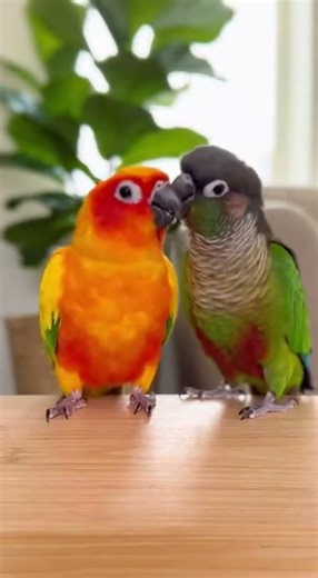 Funny Dancing Parrot Goes Crazy! 🦜💃 #FunnyParrot #DancingParrot #CuteBirds #ParrotLovers