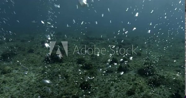 A curtain of air bubbles emerges from the reef. the bubbles come from divers swimming in an underwater cavern.