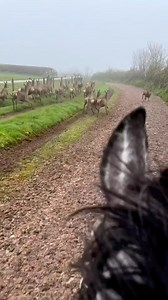 1.4M views · 17K reactions | Oh Deer 歷 Special visitors on the gallops at Joe Tickle Racing. | Great British Racing | Facebook