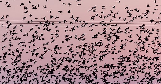 How Diverse Leadership Teams Boost Innovation