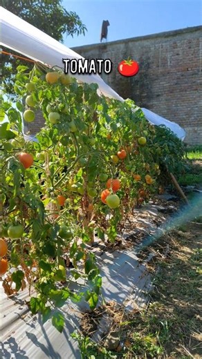 Tomato farming 🍅 #tamatarkikheti #tomatofarming #agriculture #indianfarmer #khetivideo #shortvideo