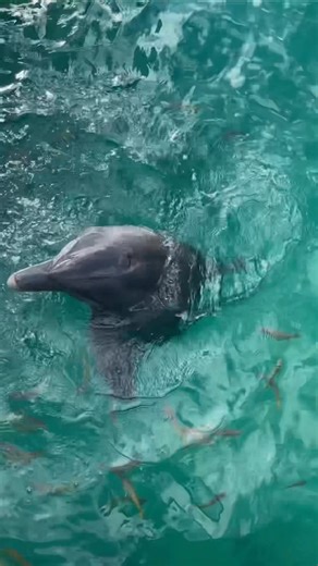 Sea-lebrating 27 years of dolphin joy, conservation inspiration, and countless heart-to-heart connections. 🐬 From flipping fins to flipping perspectives — she's made waves that truly matter #USVI#DolphinAmbassador #ConservationHero#SeaTheDifference#CoralWorldVI#MyDayAtCoralWorldhttps://we.tl/t-1phCGSNwfs | Coral World Ocean Park