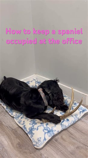 This is what Mili does to stay entertained when we’re in the office. #sheds #cockerspaniel