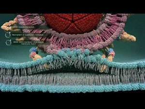 Viral entry process of dengue virus