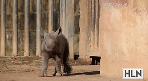 Watch this adorable baby rhino take his very first steps! http://on.hln.tv/6184BZHVm #AllTheFeelings | HLN