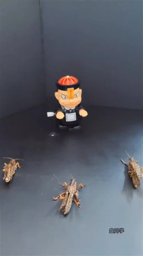 大家有木有看《命运的束缚》 推荐大家去看一看 来评论区讨论讨论#fyp #arafta #locust #insects #insectsoftiktok