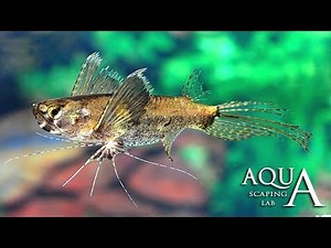 Aquascaping Lab - Pantodon Buchholzi, Pesce farfalla African Butterfly fish description info