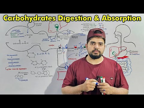 Digestion and Absorption of Carbohydrates: Detailed lecture