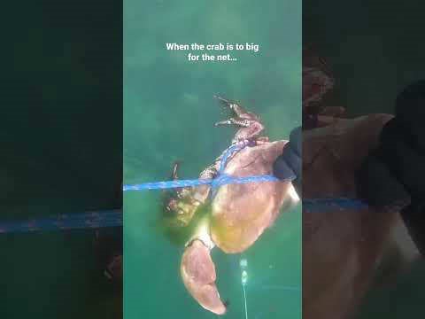 Massive crab getting tied up #spearfishing #freediving #crab #fishing