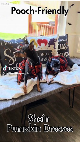 🎃 Check out these adorable matching jack-o-lantern dresses from @Shein on Becca and Bella! We probably should have sized up, but they still worked! Get the links and find out more on the Petite with a Pooch blog, link in bio! 🎃 #HalloweenDog #Pumpkin #DogDress #DogOutfit #Pooch #MinPin #MinPinstagram #MinPinsOfInstagram #Shein