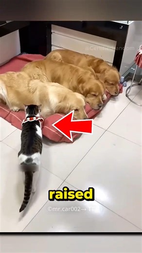 Cutest Cat & Dog Friendship Ever 😍