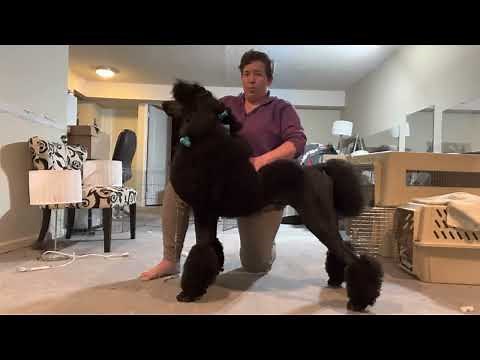 How to hand stack for the show ring