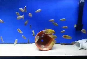 1K views | Have you seen a more active fish lol. Tropheus Nkonde Yellow moorii. | Dee Koshy's African Cichlids | Facebook