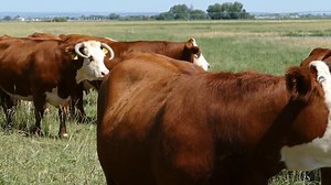 What is agricultural biosecurity? CSU researchers across disciplines explain - Vice President For Research