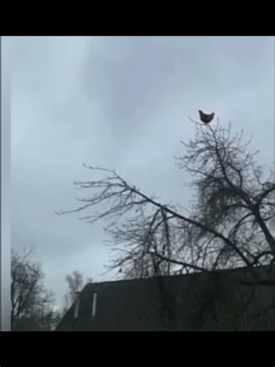 bird screaming sound meme #video #memes