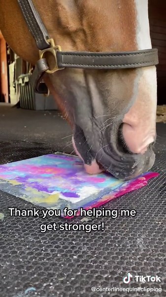 We appreciate our veterinary support staff! ♥️ #veterinarymedicine #equinehospital #BigInkEnergy #horsepainting #horsetok #horserehabilitation #horserehab