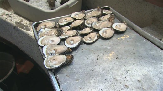 Salmonella cases linked to raw oysters in 22 states, including Texas