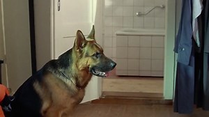 Rex felügyelő S02E07