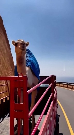 A Camel Riding a Highway Cliff Turn Like a Pro!  | Only Funny Compilations | Facebook