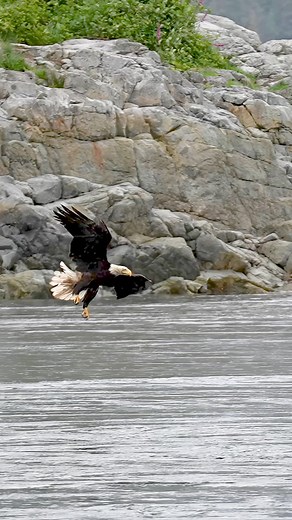 261K views · 2.5K reactions | When you spend some time around birds, you start to notice their individual personalities. This is especially true when you can actually see physical differences in them. It’s also fun to give them names to better help with future identification. This bird has been given the name "Smudge" for its constantly dirty face. Smudge is going places. This bird never seems to miss a meal. Perhaps that's where the dirty face comes from? | Mark Smith Photography | Facebook