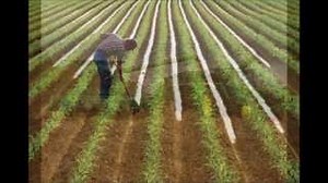 FARM ON THE FREEWAY Lyrics - JETHRO TULL | eLyrics.net