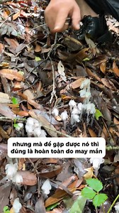 1.9M views · 39K reactions | Bà con nào yêu thích vẻ đẹp huyền bí, Thủy Tinh Lan chính là lựa chọn lý tưởng. #thaoduoc #thaomoc #baithuocdangian #cayco #anhbeodirung | Anh Béo Đi Rừng | Facebook