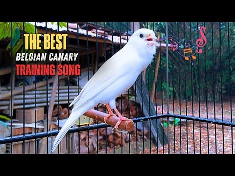 A Special Canary to Seduce All The Canaries - The Belgian Singing Canary