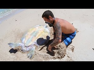 YBS Lifestyle Ep 29 - HELPLESS TURTLE GETS RESCUED | Crayfish Catch And Cook