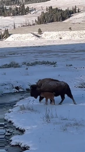 370K views · 9.7K reactions | First snow experience,Bison Yellowstone National Park | Mamera | Facebook