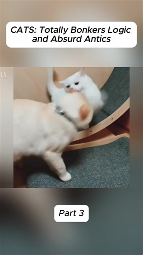 Hilarious Cat Antics and Their Bonkers Logic