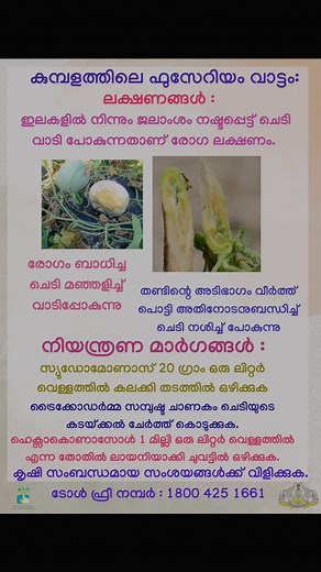 110 reactions | #karshikavivarasanketham #ashgourd #fusarium wilt# | Karshika Vivara Sanketham | Facebook