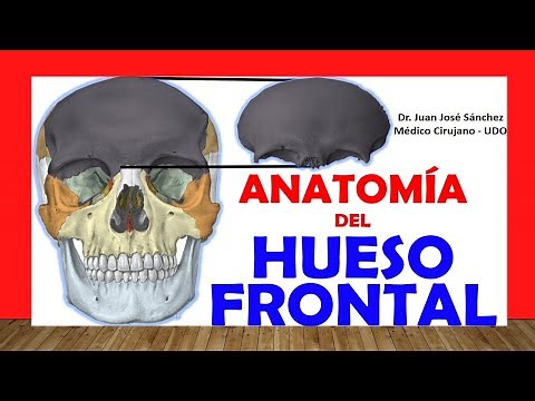 🥇 FRONTAL BONE, Anatomy. Easy, Fast and Simple