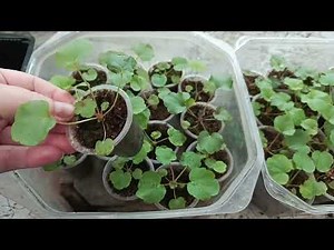 ГЕЙХЕРА , ГВОЗДИКА И ОСТИК. ТЕПЛИЧНЫЕ ДЕЛА‼️