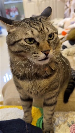 A cauliflower python with patterned poisonous teeth that can bite people!#fyp #jinjin #PetProducts | Teddyzhar reels