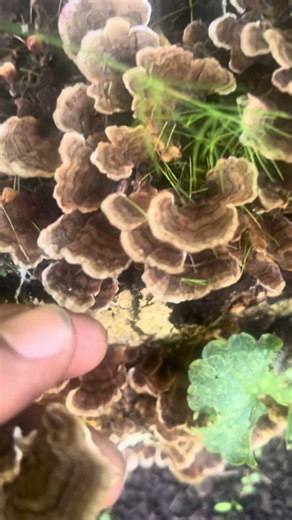 Turkey Tail mushrooms 🦃🍄‍🟫I dry mine for tea☕️ #TurkeyTail #Foraging #Shorts