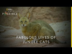 Science - Fabulous Lives of Jungle Cats - NatGeo