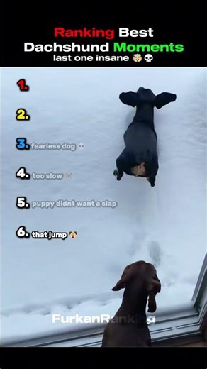 Ranking Best Dachshund Moments 🐶#shorts #funnyanimals
