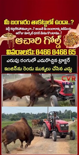 ఎరుపు రంగులో ఎదురొచ్చిన ట్రాక్టర్, ఇంజిన్ ను రెండు ముక్కలు చేసిన ఎద్దు | Viral Video | CVR NEWS