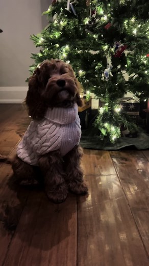 Ellie the Cockapoo on TikTok