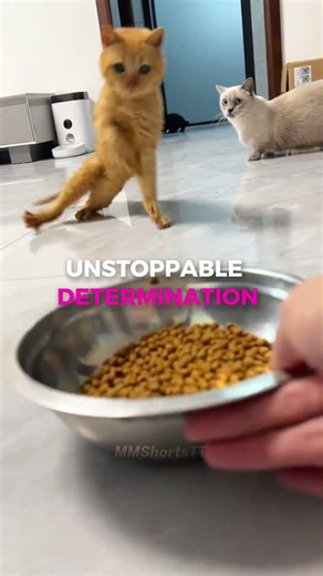 This Cat Will Do ANYTHING For Food!🐈
