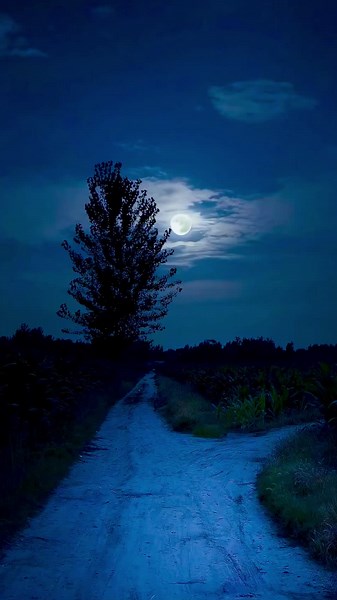 Moonlight Serenity: A Chill Night Music Experience