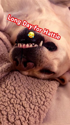 Hattie had a long day at the farm