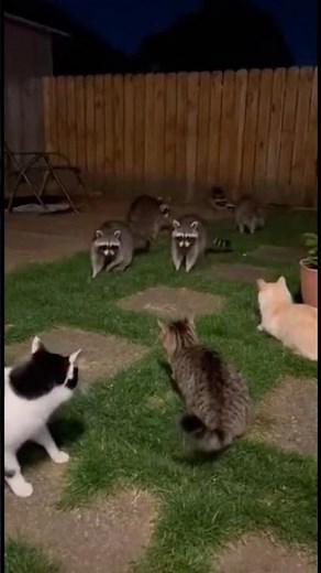 Raccoons vs. Cats: The Ultimate Showdown
