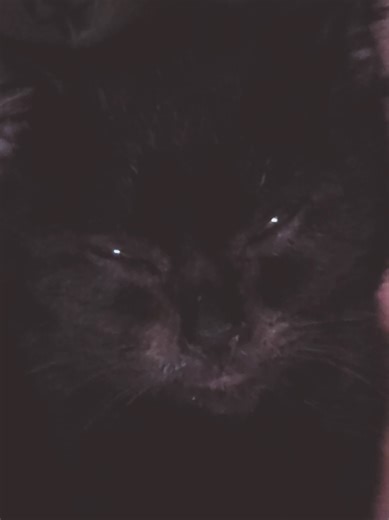 We found this kitten in the street in front of my house starving to death. She was only skin & bones, so sad 😞. Going on day 3 & she already looks healthier. #rescue #kitten #black #orphan