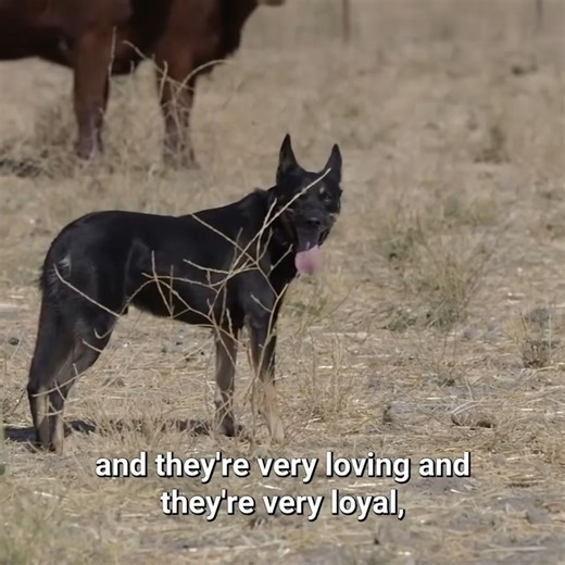 6K views · 94 reactions | Working with the Australian Kelpie | Dogumentary TV | Facebook