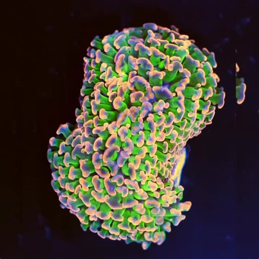 Holygrail Hammerwall Euphyllia can’t get enough of @polyplab #reefroids in the morning. Repost: @aqua_sd www.aquasd.com #polyplab #aquasd #euphyllias #euphylliaancora #euphylliaparaancora #hammercoral #reeftank #eatsleepreef #corals | Polyplab