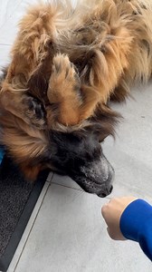 Cuddle time #Dog #cute #germanshepherd #doglover #cuddle | EVO the German Shepherd